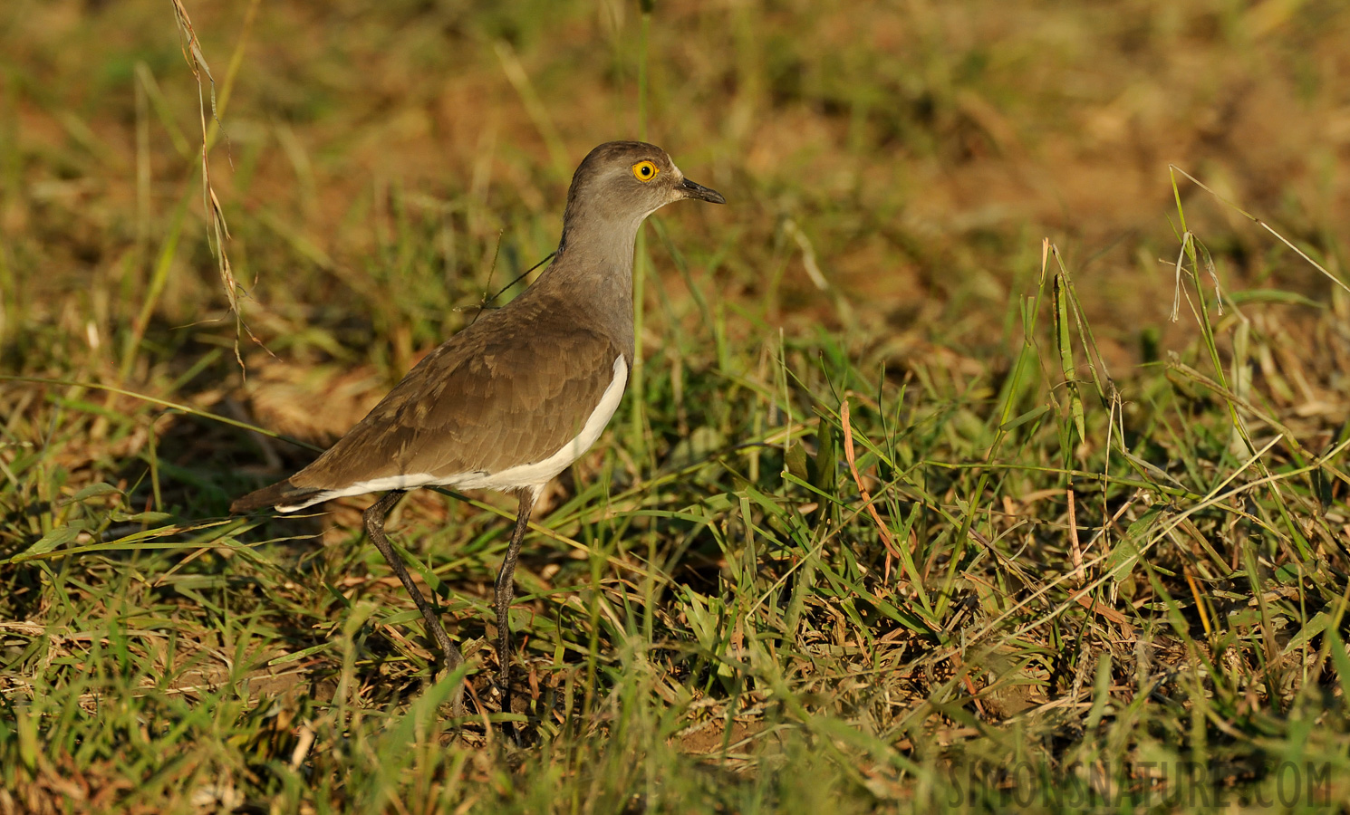 Vanellus lugubris [550 mm, 1/2000 Sek. bei f / 8.0, ISO 1600]